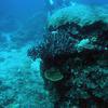 Picture taken during the dive