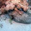 Picture taken during the dive