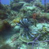 Picture taken during the dive