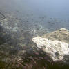 Picture taken during the dive