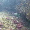 Picture taken during the dive