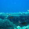 Picture taken during the dive