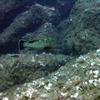 Picture taken during the dive