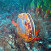 Picture taken during the dive