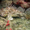 Picture taken during the dive