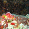 Picture taken during the dive