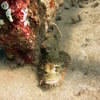 Picture taken during the dive