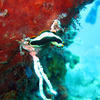 Picture taken during the dive