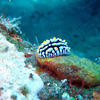 Picture taken during the dive