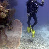Picture taken during the dive