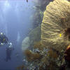Picture taken during the dive