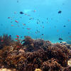 Picture taken during the dive