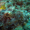 Picture taken during the dive