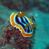Picture taken during the dive