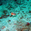 Picture taken during the dive