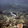 Picture taken during the dive