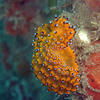 Picture taken during the dive