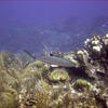 Picture taken during the dive