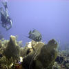 Picture taken during the dive