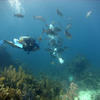 Picture taken during the dive