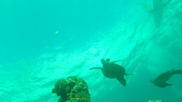 Lahaina Divers, Inc. - Dive Center in United States