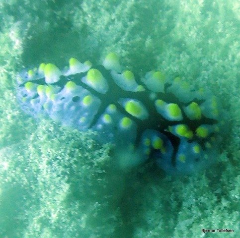 Adventure Divers - Dive Center in Thailand