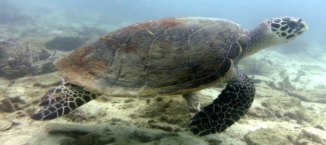 Diving in Thailand, Pattaya - By Artic