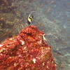 Picture taken during the dive