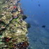 Picture taken during the dive