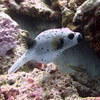 Picture taken during the dive