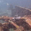 Picture taken during the dive