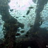 Picture taken during the dive