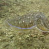 Picture taken during the dive