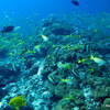 Picture taken during the dive