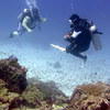 Picture taken during the dive