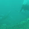 Picture taken during the dive