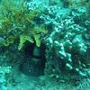 Picture taken during the dive