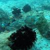 Picture taken during the dive