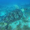 Picture taken during the dive