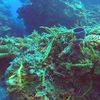 Picture taken during the dive