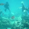 Picture taken during the dive