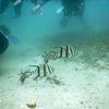 Picture taken during the dive
