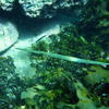 Picture taken during the dive