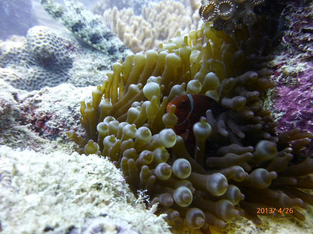 Sea Star Cruises - Dive Center in Australia
