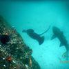 Picture taken during the dive