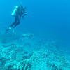 Picture taken during the dive