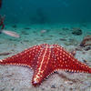 Picture taken during the dive