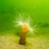 Picture taken during the dive