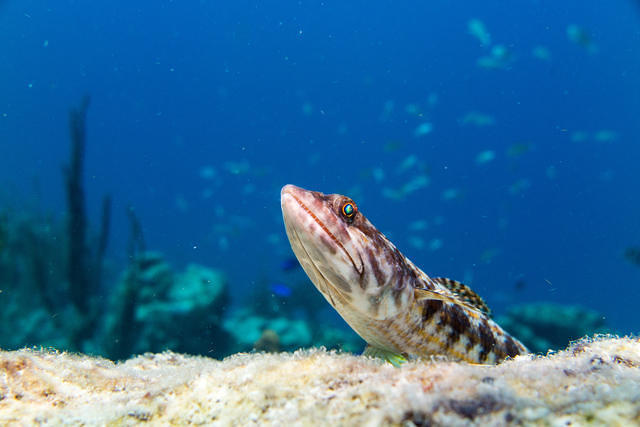 Diving in Netherlands Antilles, Bonaire - By Sander Nijdam