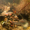 Picture taken during the dive